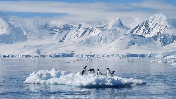пінгвіни антарктида
