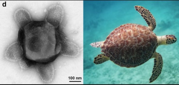 вирус черепаха