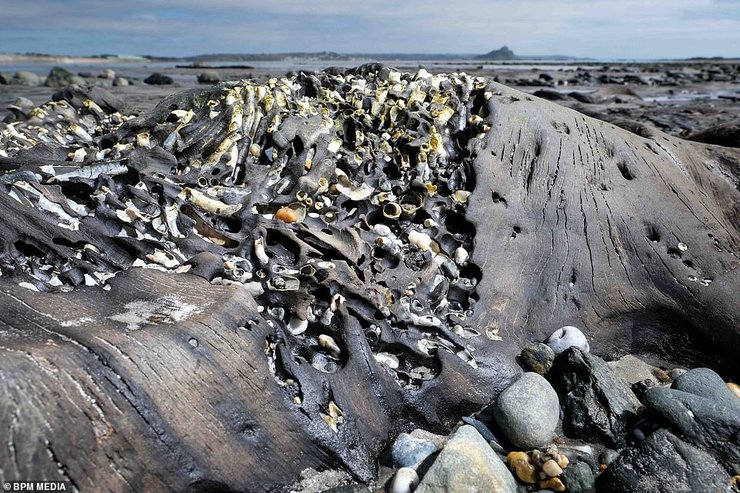 окаменевший лес, бухта, корнуолл