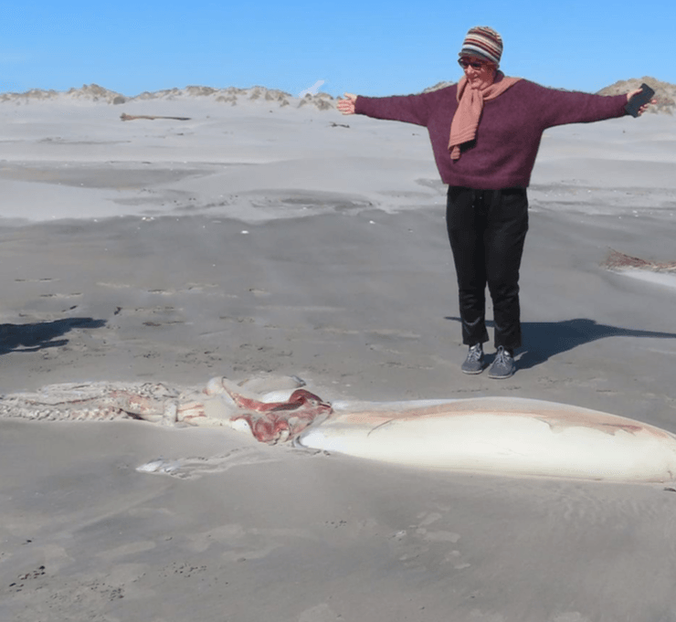 Гигантский кальмар, Гигантский кальмар фото, фото гигантский кальмар, гигантский кальмар размеры,