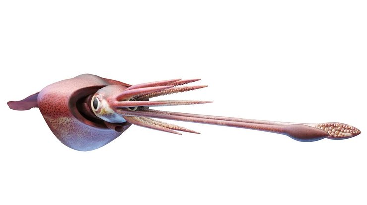 колоссальный кальмар