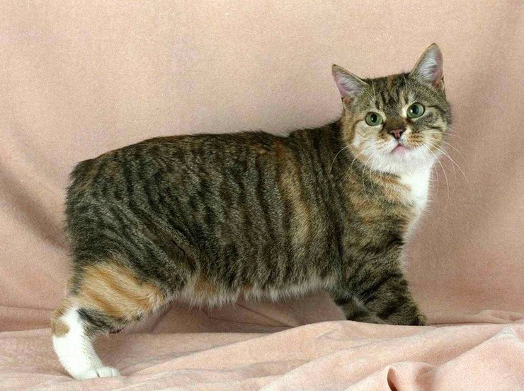 Мэнкс, порода, кошка