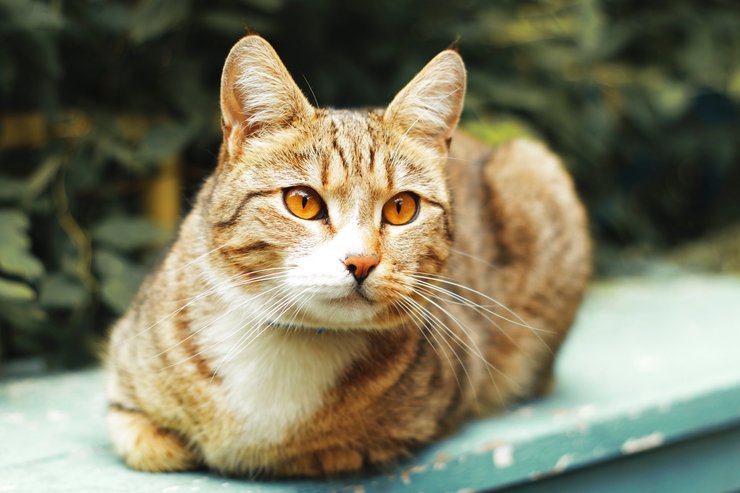 кошки, мурлыканье, поведение