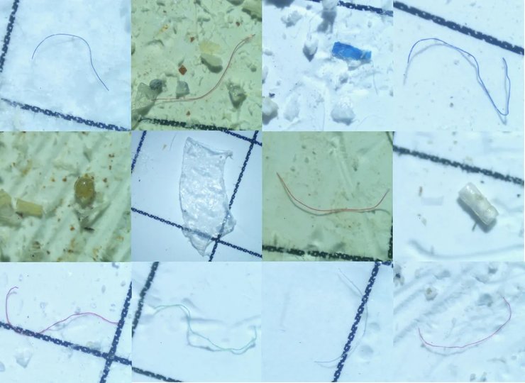 микропластик дельфин