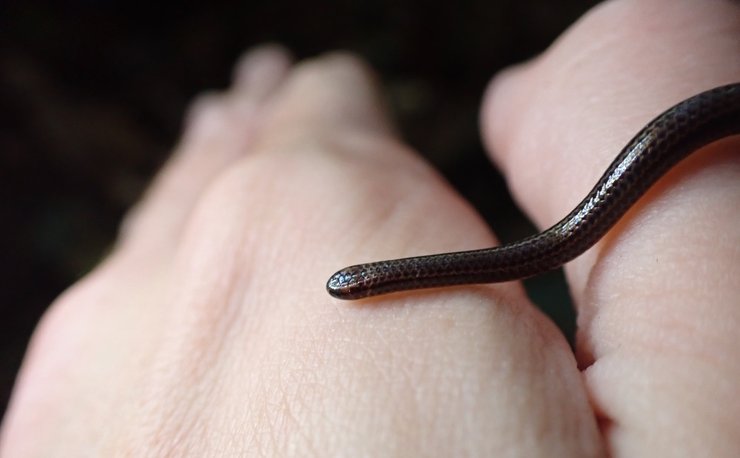 нитевидная барбадосская змея