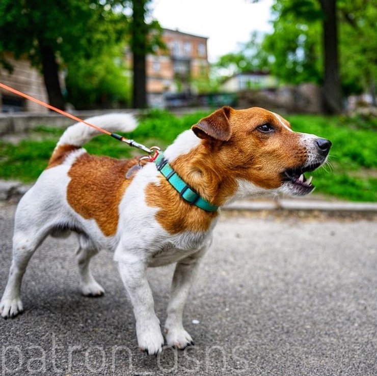 Джек-рассел-тер'єр, пес Патрон, службовий пес патрон