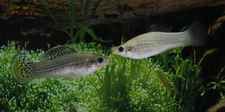 амазонская молли рыба