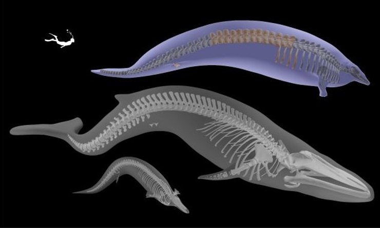 кит гігант скелет