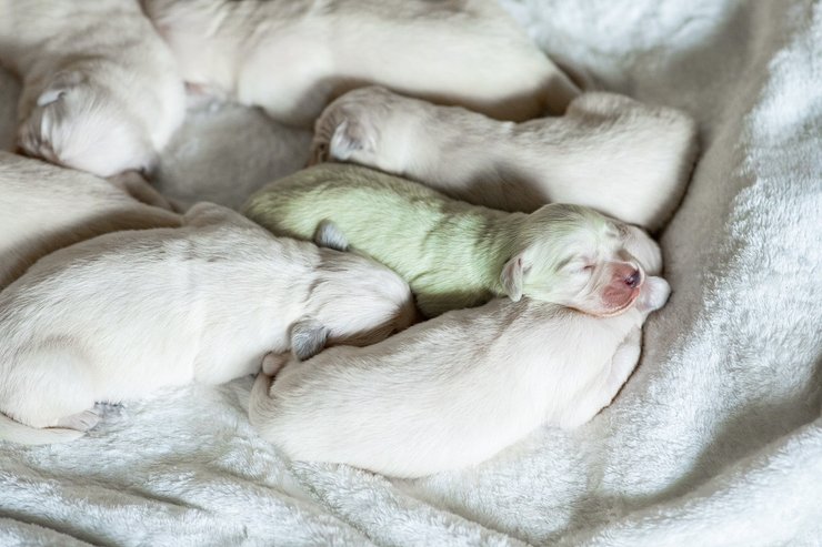 зеленый щенок, зеленый щенок мохито