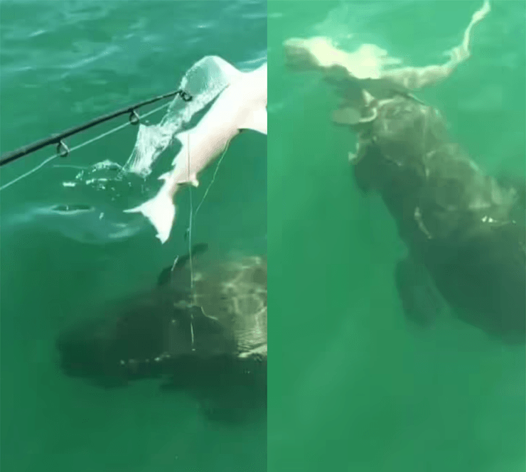 Морской голиаф, атлантический голиаф, морской окунь, хищная рыба, рыба, проглотила акулу, акула