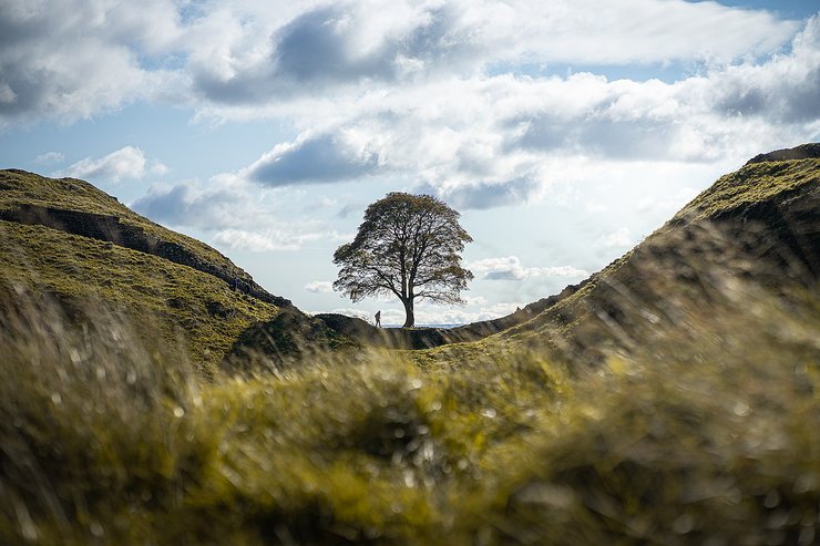 Sycamore Gap, дерево, робин гуд, срубили дерево