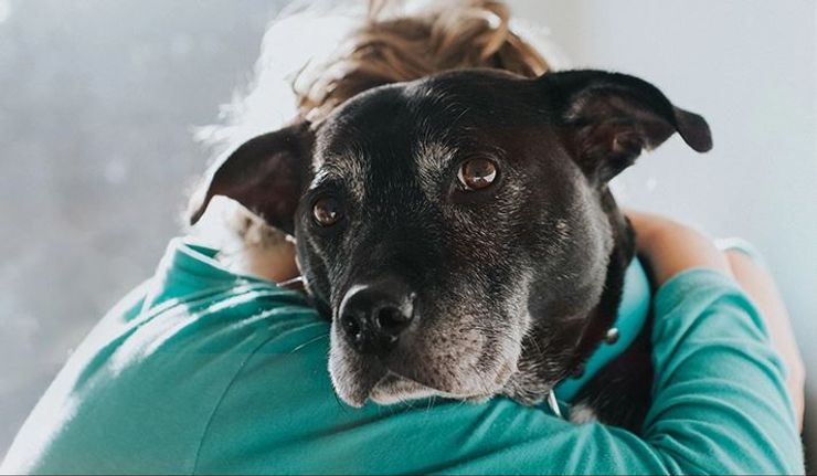 собака, людина