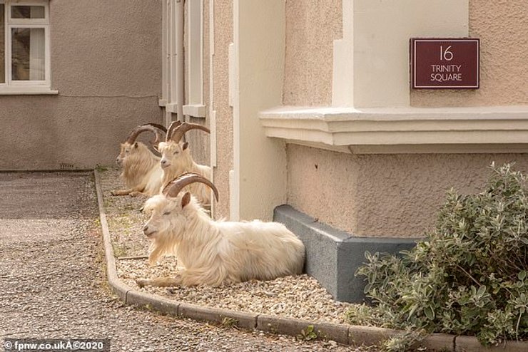 козы, уэльс