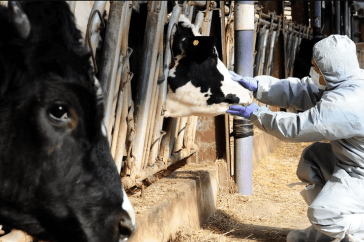 корови, ящур корови, корови хворі