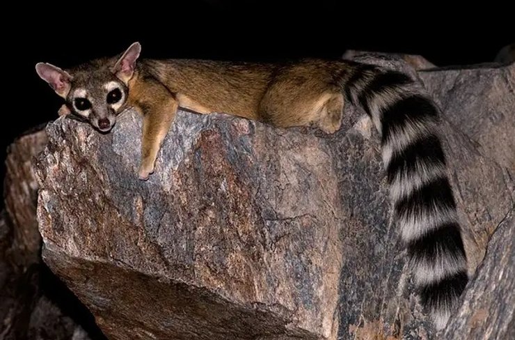 Північноамериканський какоміцлі, дивовижні тварини, незвичайні тварини, рідкісні тварини