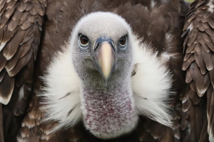 гриф Рюппеля