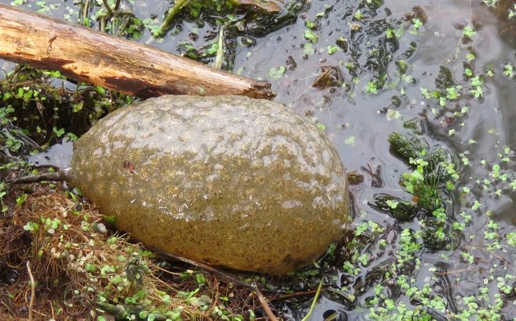 мішанка, крапля мішанка