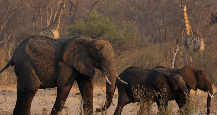 Слони в Африці
