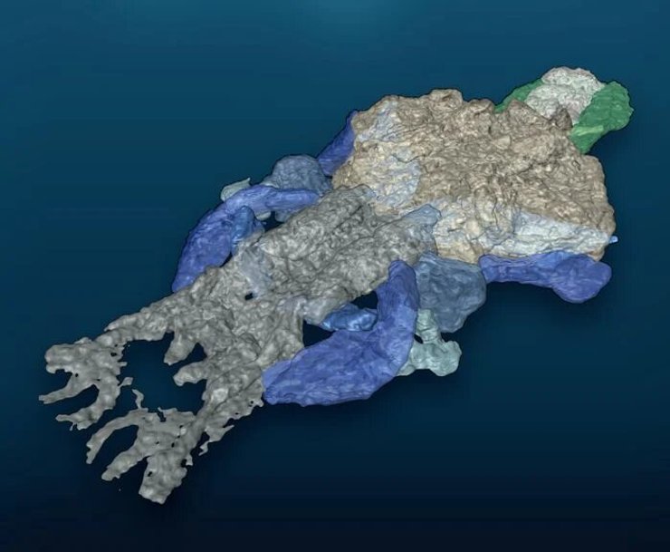 череп Palaeospondylus, сканування, фото