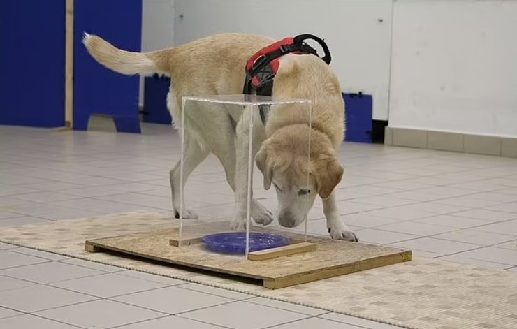 собаки интеллект