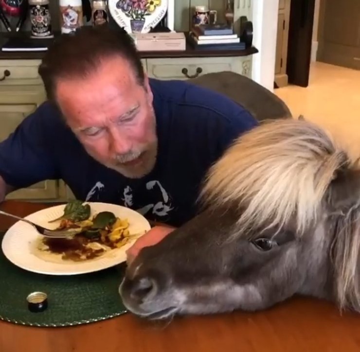 арнольд шварценеггер, самоизоляция