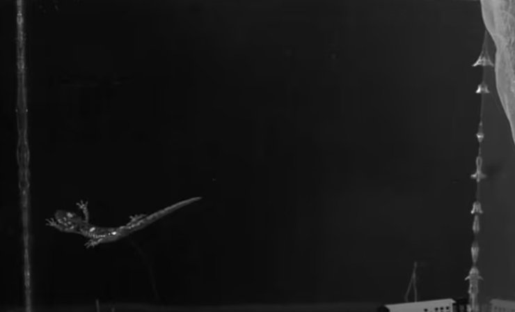 Вчені з'ясували, що саламандра має цілий набір поз і рухів, які вони використовують, щоб контролювати своє падіння з висоти