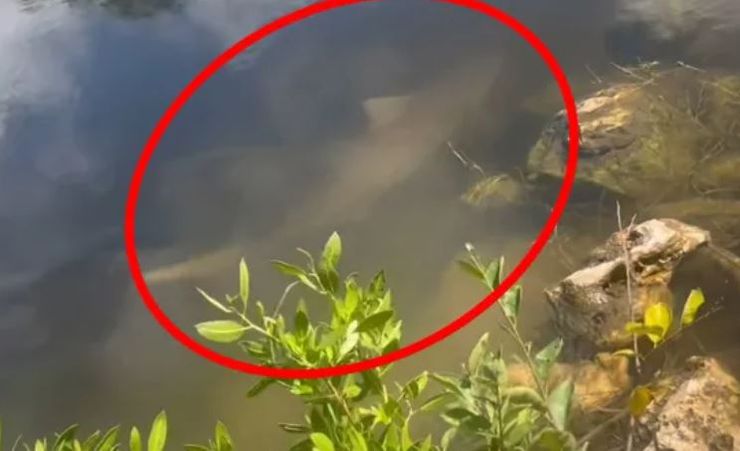 Акулу заметили в озере, США, хищница, Сюзанна Когберн из Университета Флориды, курьезы, находка, аномалии