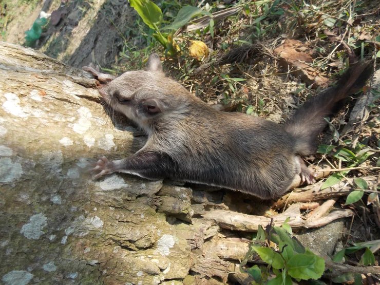 білка летяга