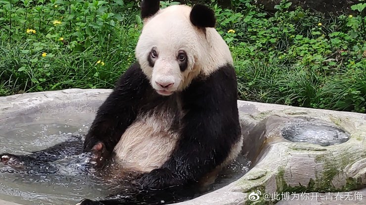 Панда Синь Синь, 38 день рождения, панда, самая старая панда в мире
