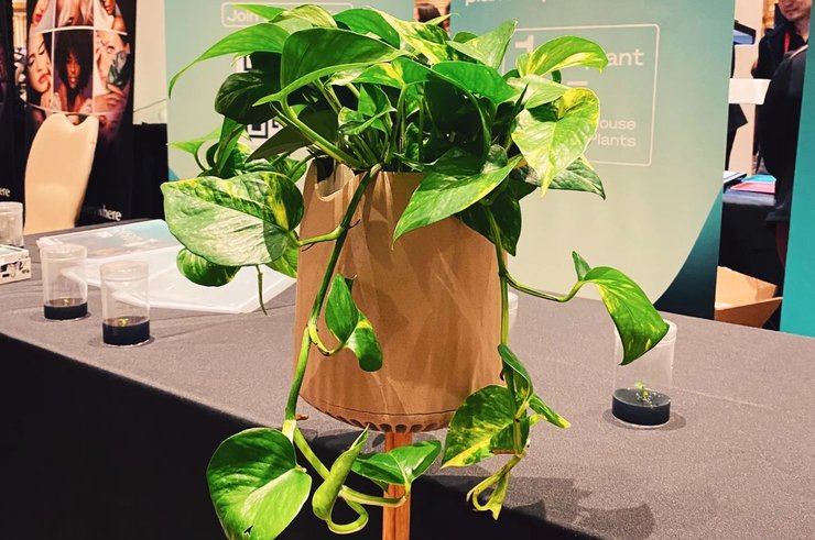 растение, потус