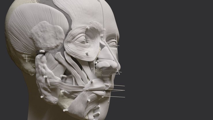 Женщина, лицо ,реконструкция