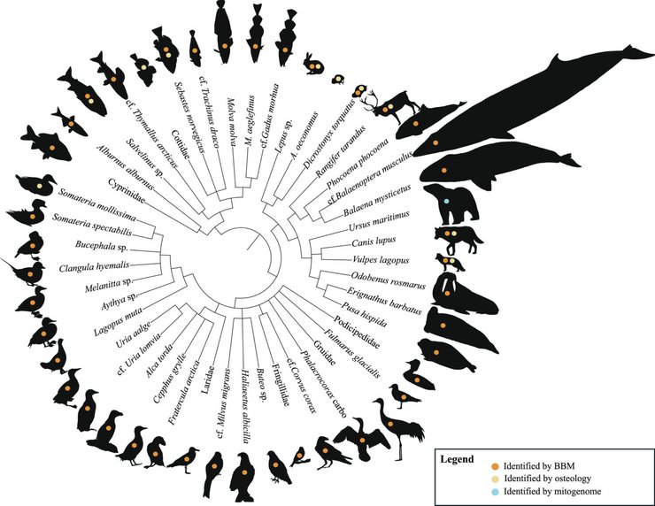 Вчені вивчили останки тварин