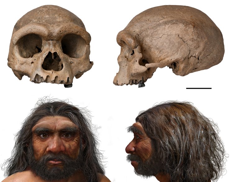 череп, человек-дракон, реконструкция, фото