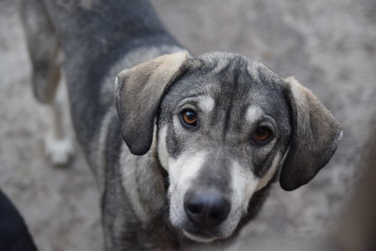 Дворовая собака