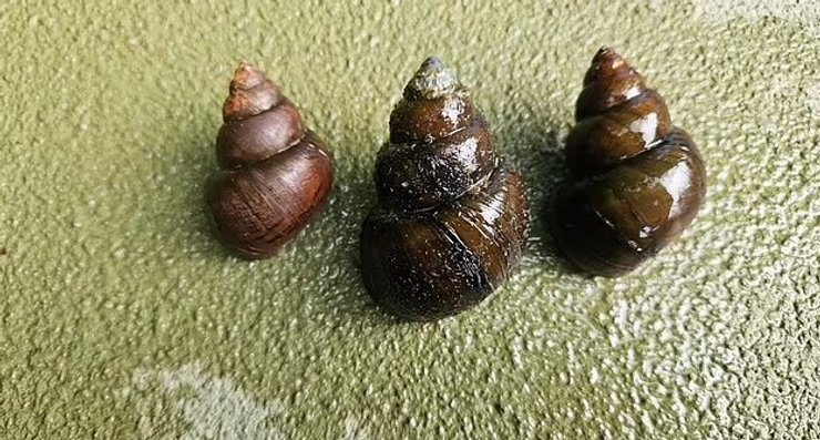 загадкові равлики