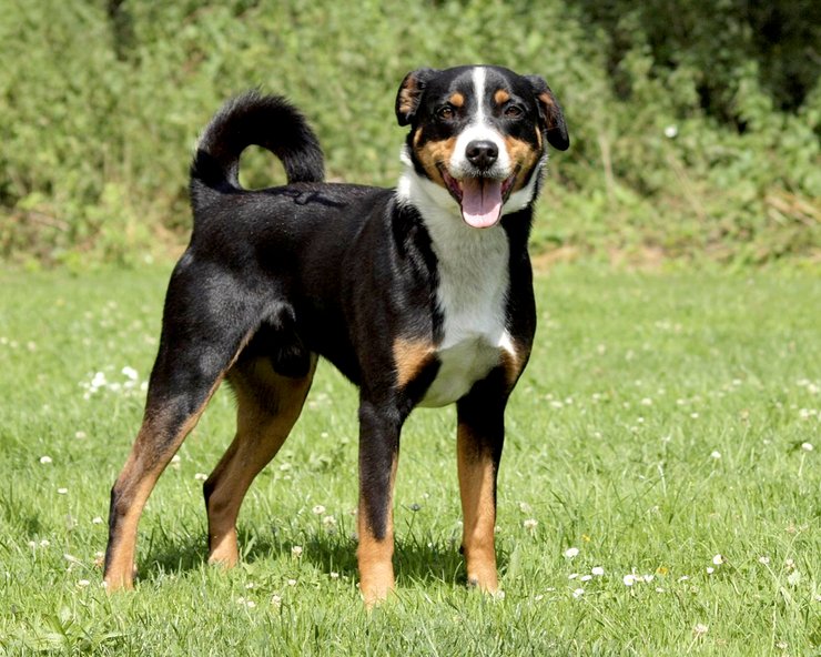 Аппенцеллер-зенненхунд