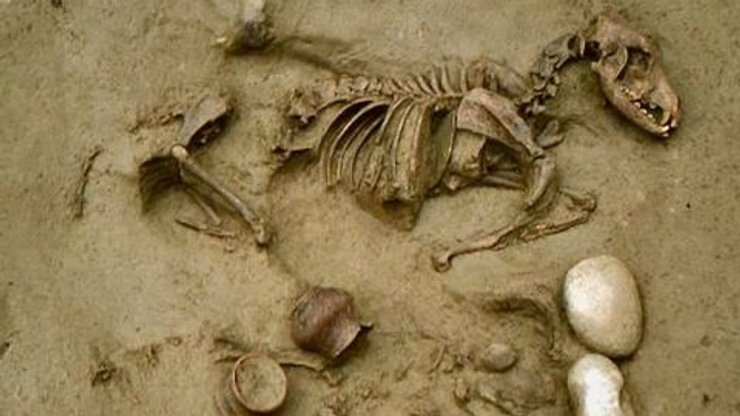 древняя собака