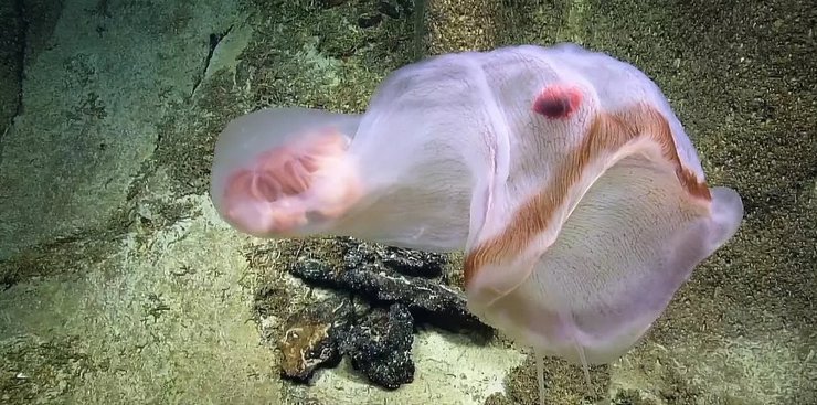 медуза Deepstaria