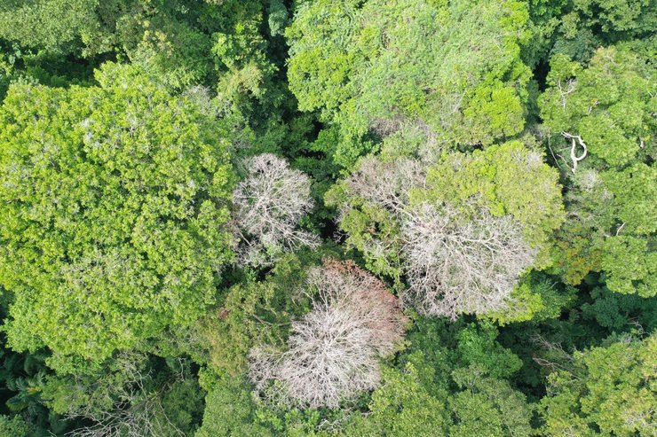 тропический лес последствия грозы
