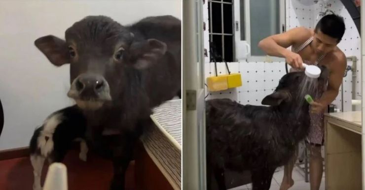 Чоловіка з Китаю вже вдруге вигнали з квартири, коли побачили, що він живе у помешканні разом з буйволеням