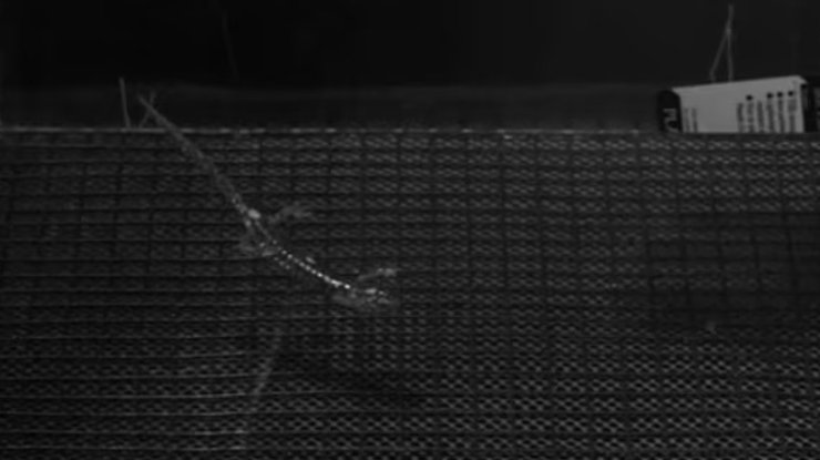 Вчені вважають, що саламандрам і, можливо, іншим тваринам не обов'язково потрібні перетинки чи інші шкірні утворення, щоб стрибати і планерувати у повітрі