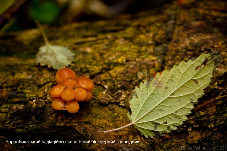 заповедник, зона отчуждения, ЧАЭС
