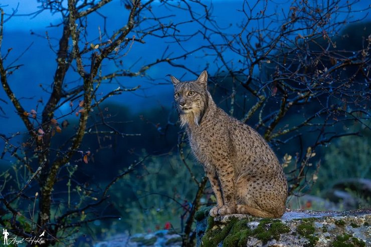 Самец пиренейской рыси