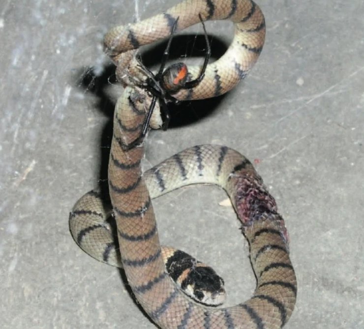 павуки, змії, полювання, природа