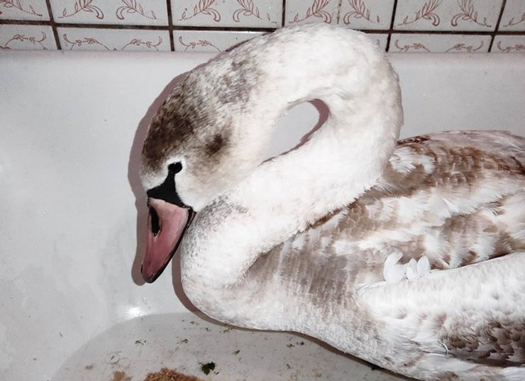 Мелитополь, лебедь, Мандаринка, птица, спасение