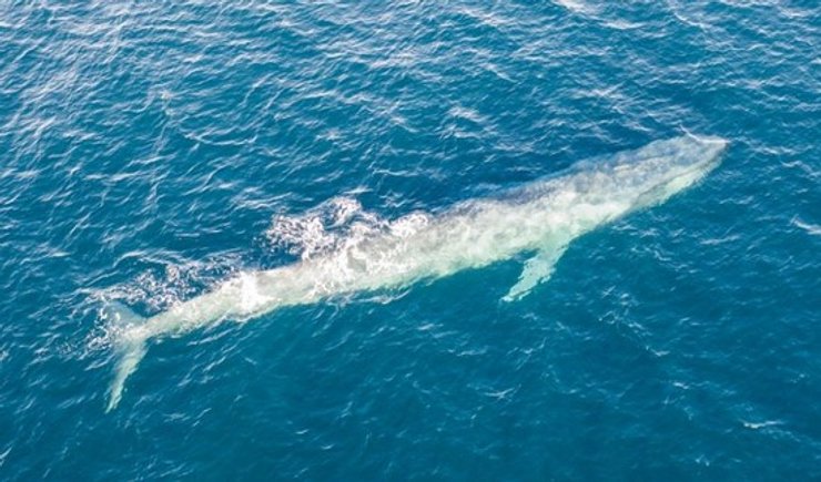 Карликовый синий кит