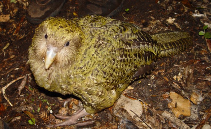 Самец горностая, хищник, сцинковые ящерицы, редкие животные, попугай, который не может летать, заповедник, остров, биозащита