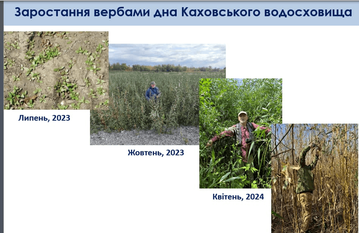 Стадії формування вербняків протягом двох вегетаційних сезонів