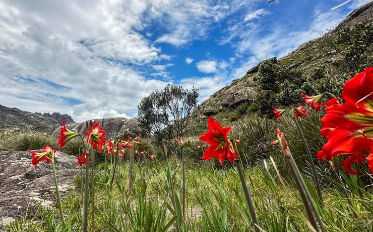 рисунки, археологи, археология, исследования, парк, Бразилия, Рио-де-Женейро, Рио, открытие, пещера, история, искусство