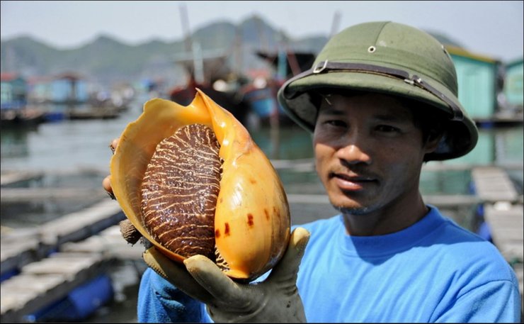 жемчужина, жемчуг мело, таиланд